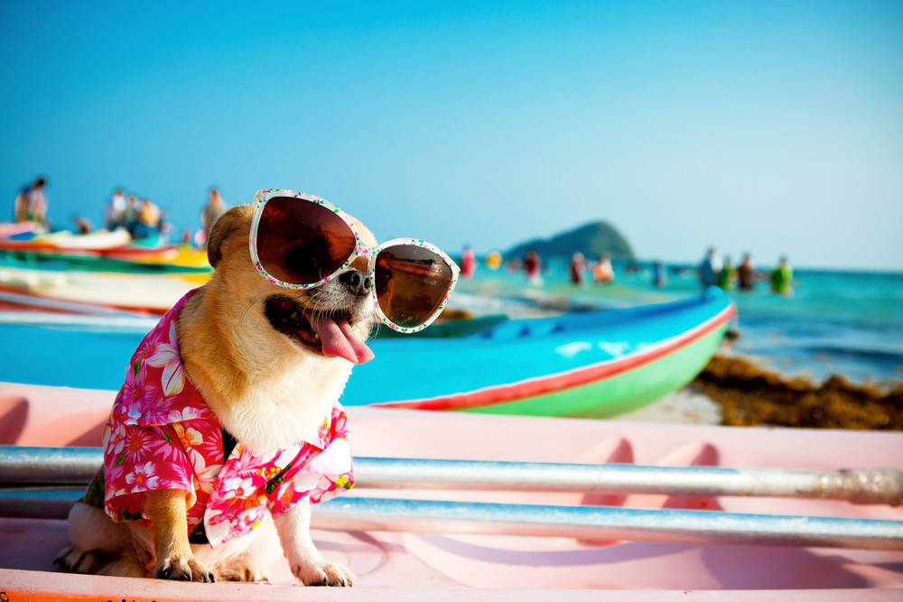 Verano: vacaciones y mascotas